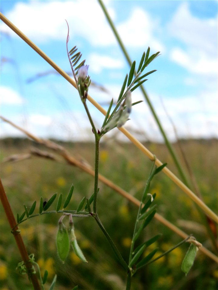 Rauhaarige Wicke (Vicia hirsuta) im Landschaftsschutzgebiet Hockenheimer Rheinbogen