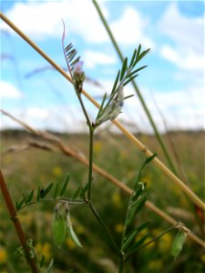 Rauhaarige Wicke (Vicia hirsuta) im Landschaftsschutzgebiet Hockenheimer Rheinbogen