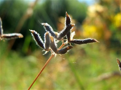 Frucht der Rauhaarigen Wicke (Vicia hirsuta) in Hockenheim
