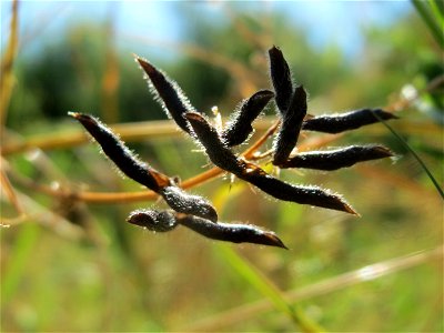 Frucht der Rauhaarigen Wicke (Vicia hirsuta) in Hockenheim
