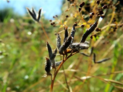 Frucht der Rauhaarigen Wicke (Vicia hirsuta) in Hockenheim