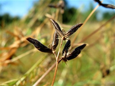Frucht der Rauhaarigen Wicke (Vicia hirsuta) in Hockenheim