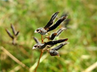Frucht der Rauhaarigen Wicke (Vicia hirsuta) in Hockenheim