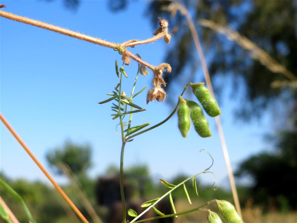 Frucht der Rauhaarigen Wicke (Vicia hirsuta) in Hockenheim