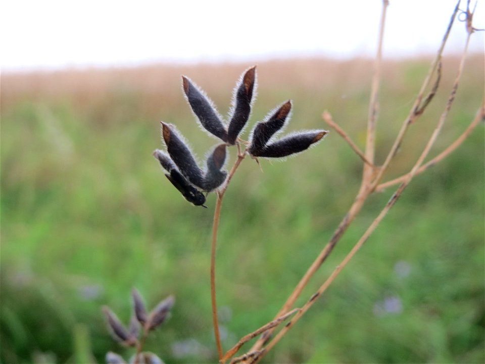 Frucht der Rauhaarigen Wicke (Vicia hirsuta) an der Elisabethenstraße bei Wiesbaden