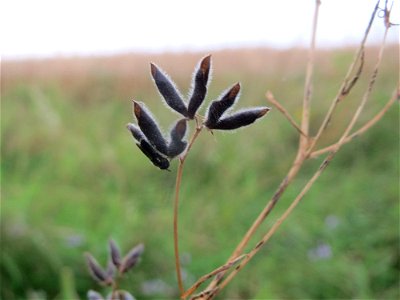 Frucht der Rauhaarigen Wicke (Vicia hirsuta) an der Elisabethenstraße bei Wiesbaden
