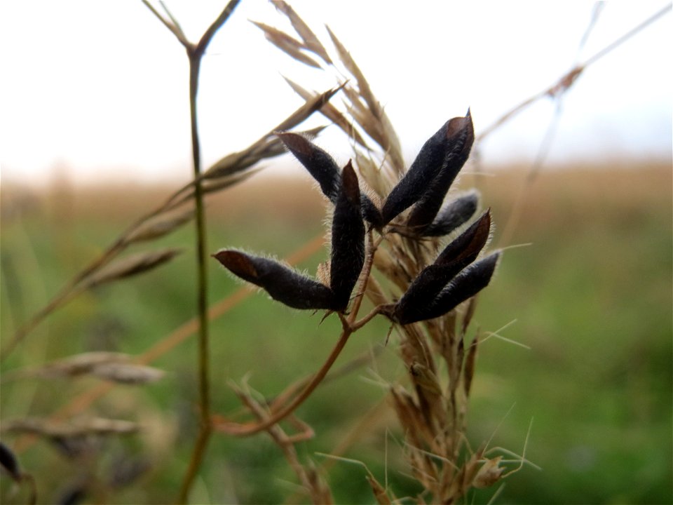 Frucht der Rauhaarigen Wicke (Vicia hirsuta) an der Elisabethenstraße bei Wiesbaden