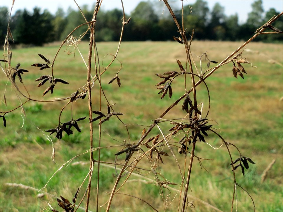 Rauhaarige Wicke (Vicia hirsuta) im Almet bei Sankt Arnual