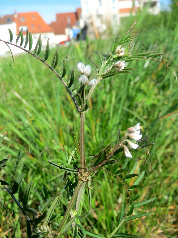 Rauhaarige Wicke (Vicia hirsuta) beim Messplatz in Hockenheim.