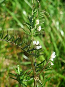 Rauhaarige Wicke (Vicia hirsuta) beim Messplatz in Hockenheim.