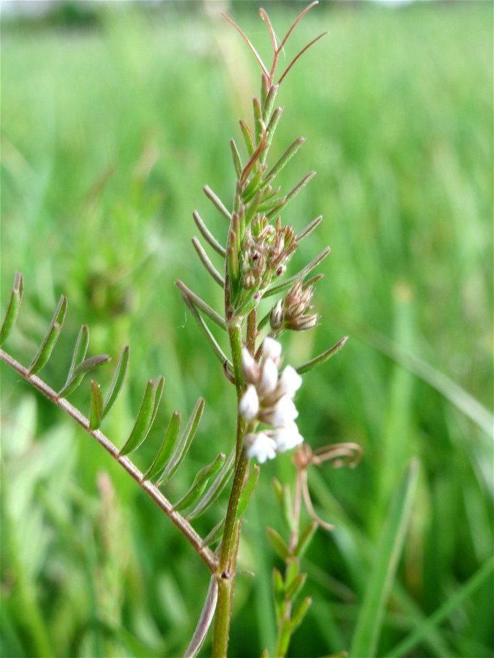 Rauhaarige Wicke (Vicia hirsuta) auf einer regelrechten Wicken-Wiese in Hockenheim-Talhaus