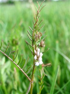 Rauhaarige Wicke (Vicia hirsuta) auf einer regelrechten Wicken-Wiese in Hockenheim-Talhaus