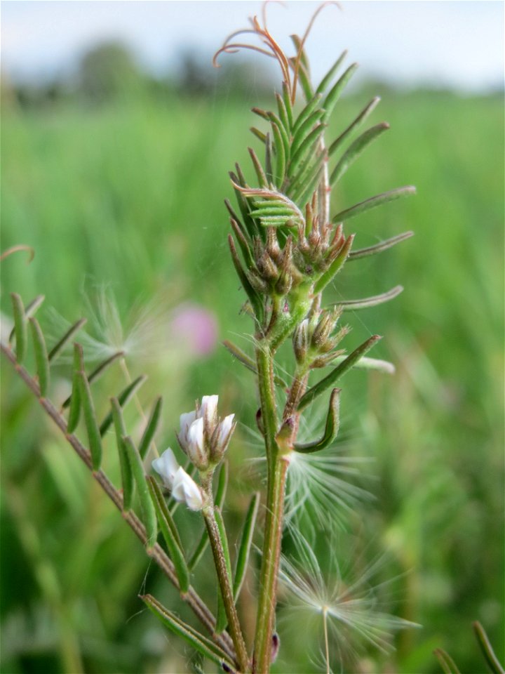 Rauhaarige Wicke (Vicia hirsuta) auf einer regelrechten Wicken-Wiese in Hockenheim-Talhaus
