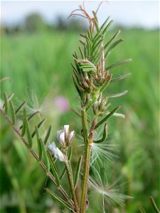 Rauhaarige Wicke (Vicia hirsuta) auf einer regelrechten Wicken-Wiese in Hockenheim-Talhaus