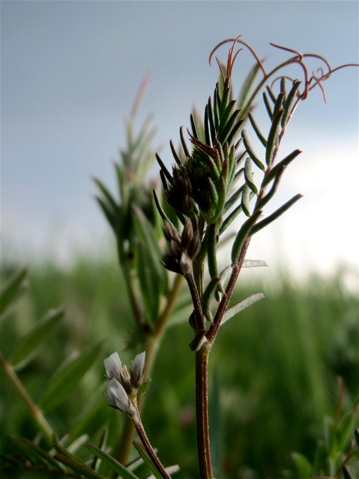 Rauhaarige Wicke (Vicia hirsuta) auf einer regelrechten Wicken-Wiese in Hockenheim-Talhaus
