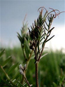 Rauhaarige Wicke (Vicia hirsuta) auf einer regelrechten Wicken-Wiese in Hockenheim-Talhaus