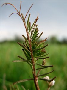 Rauhaarige Wicke (Vicia hirsuta) auf einer regelrechten Wicken-Wiese in Hockenheim-Talhaus