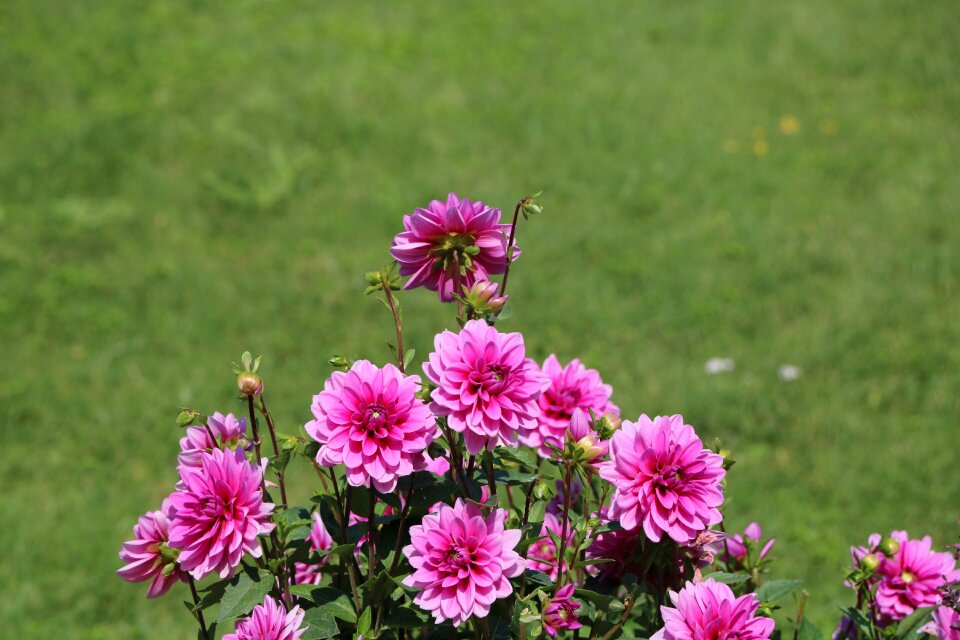 Botany garden plant