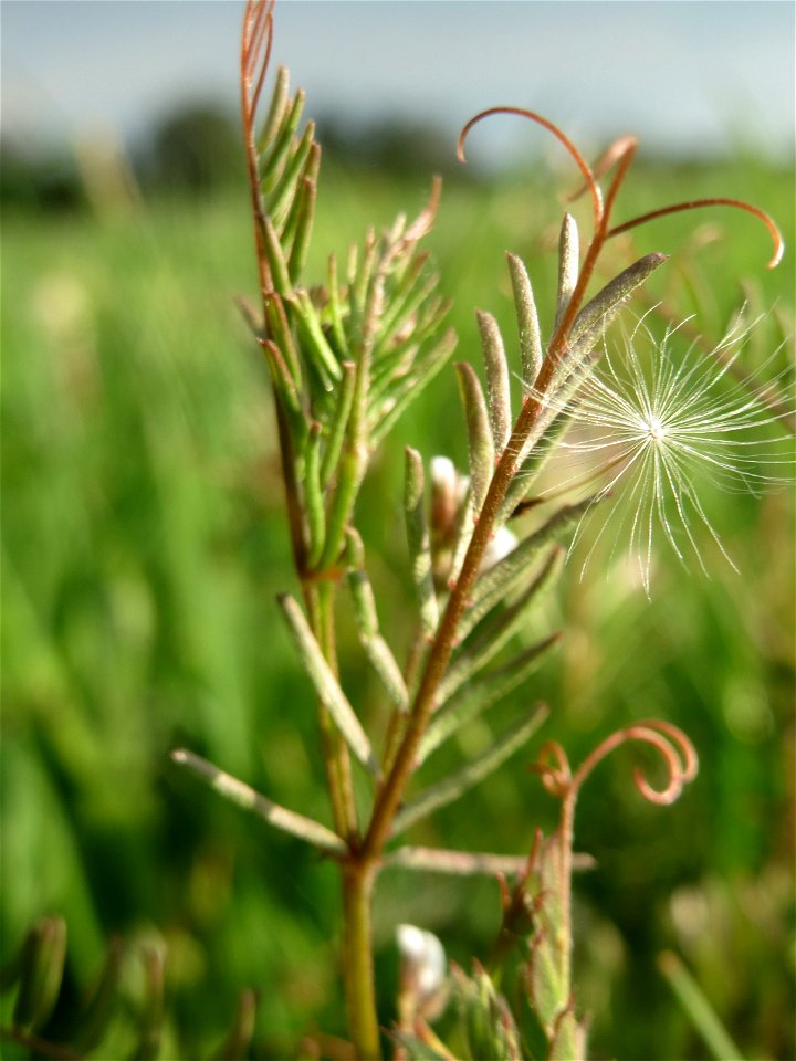 Rauhaarige Wicke (Vicia hirsuta) auf einer regelrechten Wicken-Wiese mit diversen Vicia-Arten in Hockenheim-Talhaus