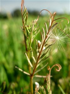 Rauhaarige Wicke (Vicia hirsuta) auf einer regelrechten Wicken-Wiese mit diversen Vicia-Arten in Hockenheim-Talhaus