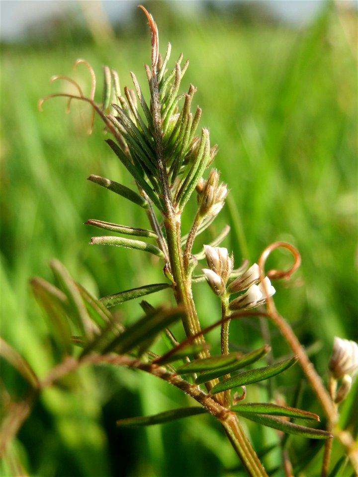 Rauhaarige Wicke (Vicia hirsuta) auf einer regelrechten Wicken-Wiese mit diversen Vicia-Arten in Hockenheim-Talhaus