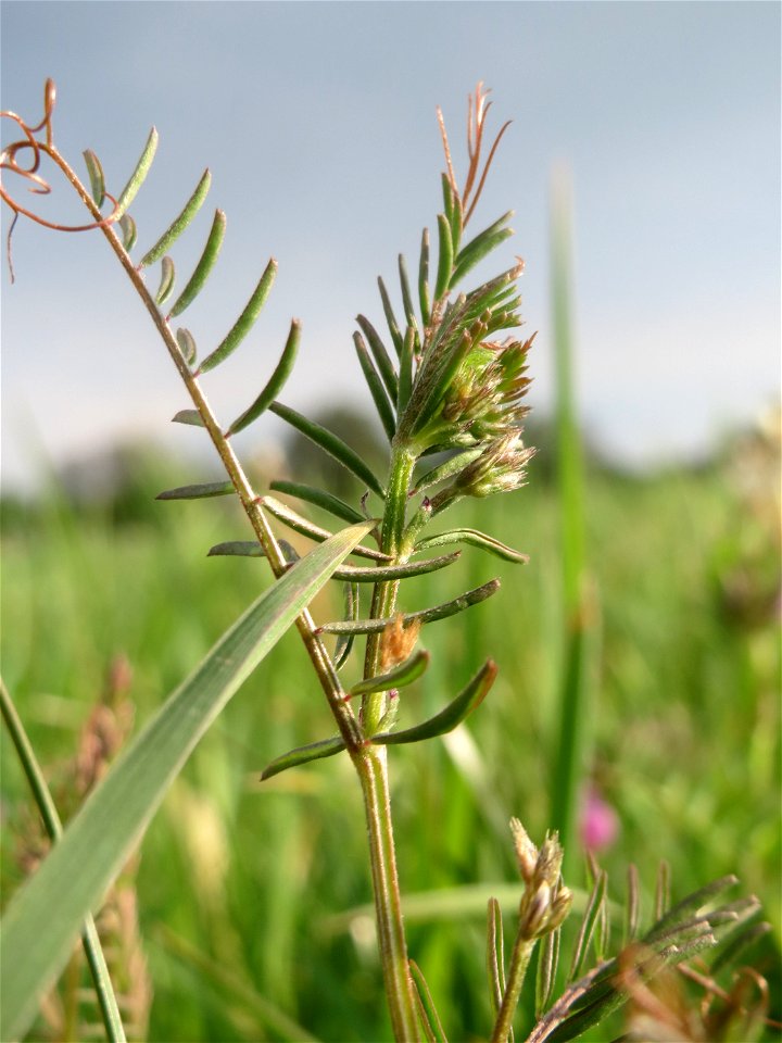 Rauhaarige Wicke (Vicia hirsuta) auf einer regelrechten Wicken-Wiese mit diversen Vicia-Arten in Hockenheim-Talhaus