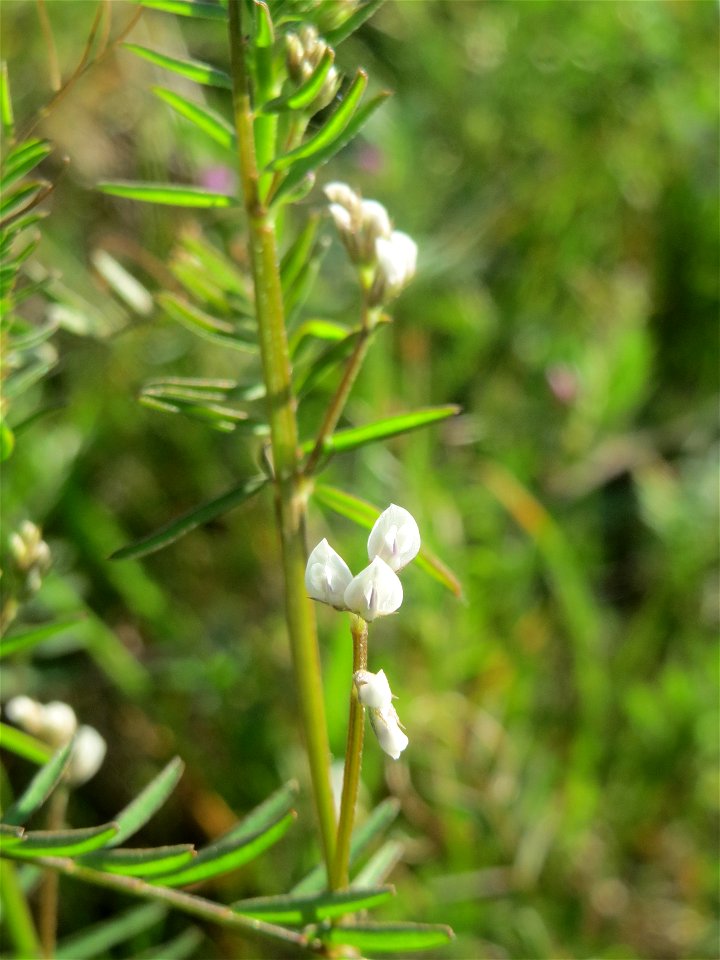 Rauhaarige Wicke (Vicia hirsuta) auf einer Brachfläche am Messplatz Hockenheim