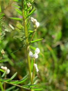 Rauhaarige Wicke (Vicia hirsuta) auf einer Brachfläche am Messplatz Hockenheim