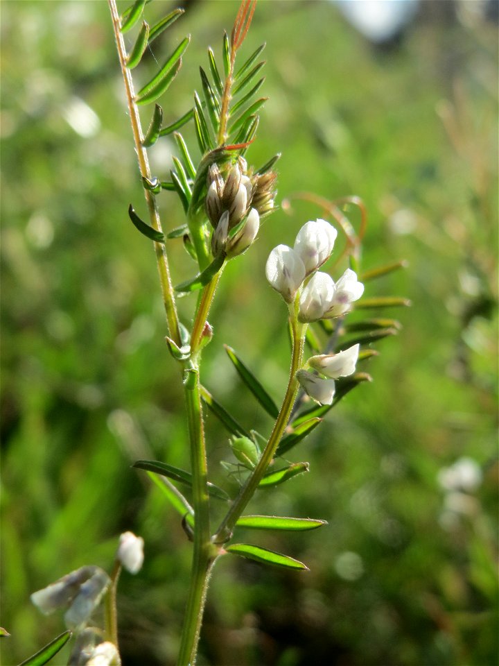 Rauhaarige Wicke (Vicia hirsuta) auf einer Brachfläche am Messplatz Hockenheim