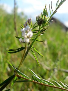 Rauhaarige Wicke (Vicia hirsuta) auf einer Brachfläche am Messplatz Hockenheim