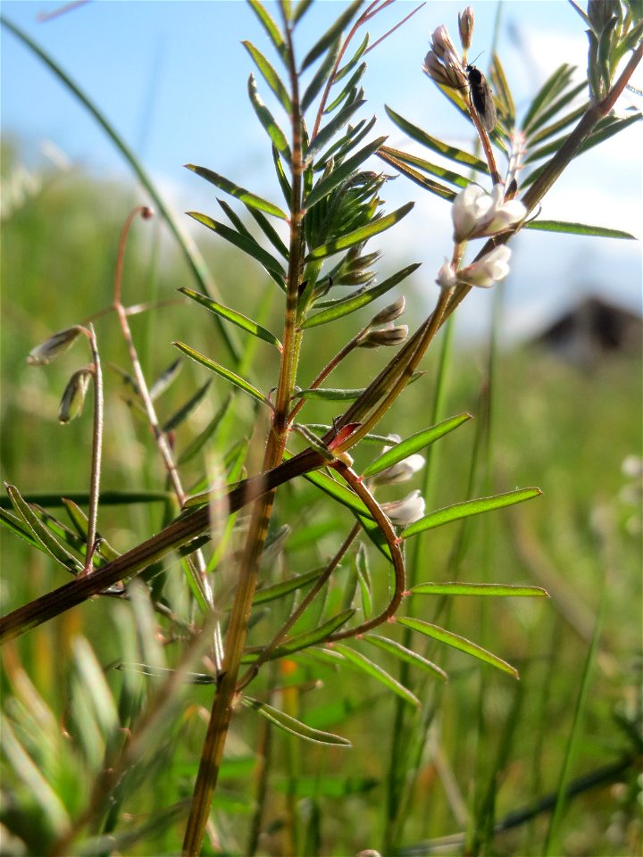 Rauhaarige Wicke (Vicia hirsuta) auf einer Brachfläche am Messplatz Hockenheim