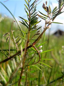 Rauhaarige Wicke (Vicia hirsuta) auf einer Brachfläche am Messplatz Hockenheim