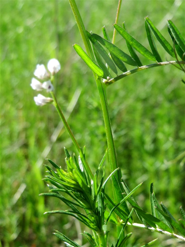 Rauhaarige Wicke (Vicia hirsuta) in den Horststückern im Landschaftsschutzgebiet „Hockenheimer Rheinbogen“