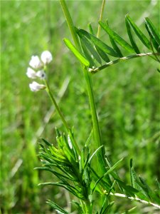 Rauhaarige Wicke (Vicia hirsuta) in den Horststückern im Landschaftsschutzgebiet „Hockenheimer Rheinbogen“