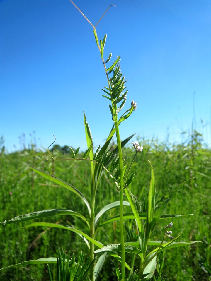 Rauhaarige Wicke (Vicia hirsuta) in den Horststückern im Landschaftsschutzgebiet „Hockenheimer Rheinbogen“