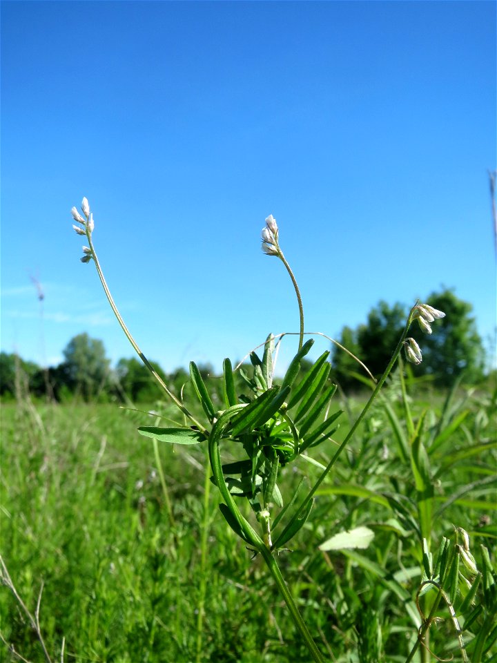 Rauhaarige Wicke (Vicia hirsuta) in den Horststückern im Landschaftsschutzgebiet „Hockenheimer Rheinbogen“