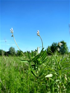 Rauhaarige Wicke (Vicia hirsuta) in den Horststückern im Landschaftsschutzgebiet „Hockenheimer Rheinbogen“