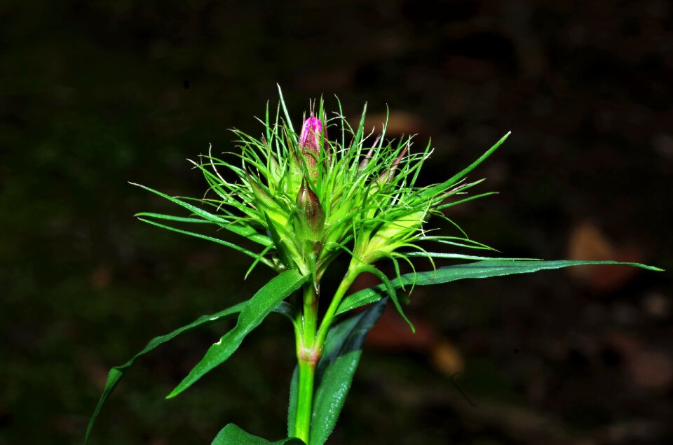 Flowers buds Free photos