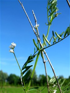Rauhaarige Wicke (Vicia hirsuta) in den Horststückern im Landschaftsschutzgebiet „Hockenheimer Rheinbogen“