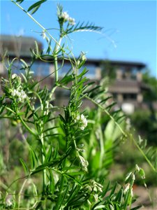 Rauhaarige Wicke (Vicia hirsuta) auf einer Brachfläche am Messplatz in Hockenheim
