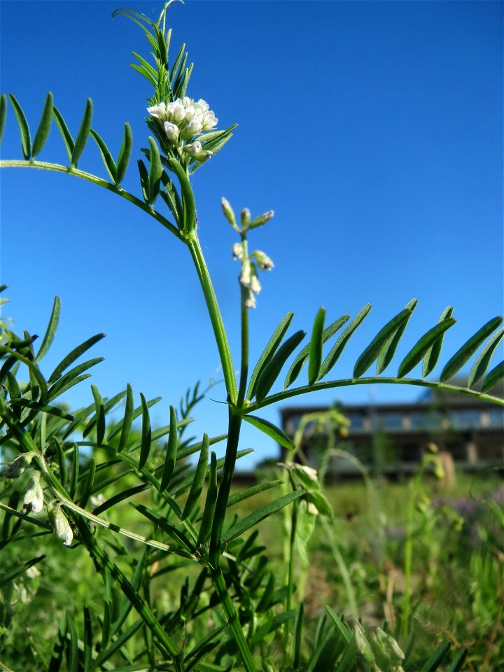 Rauhaarige Wicke (Vicia hirsuta) auf einer Brachfläche am Messplatz in Hockenheim