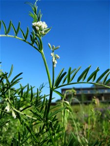 Rauhaarige Wicke (Vicia hirsuta) auf einer Brachfläche am Messplatz in Hockenheim