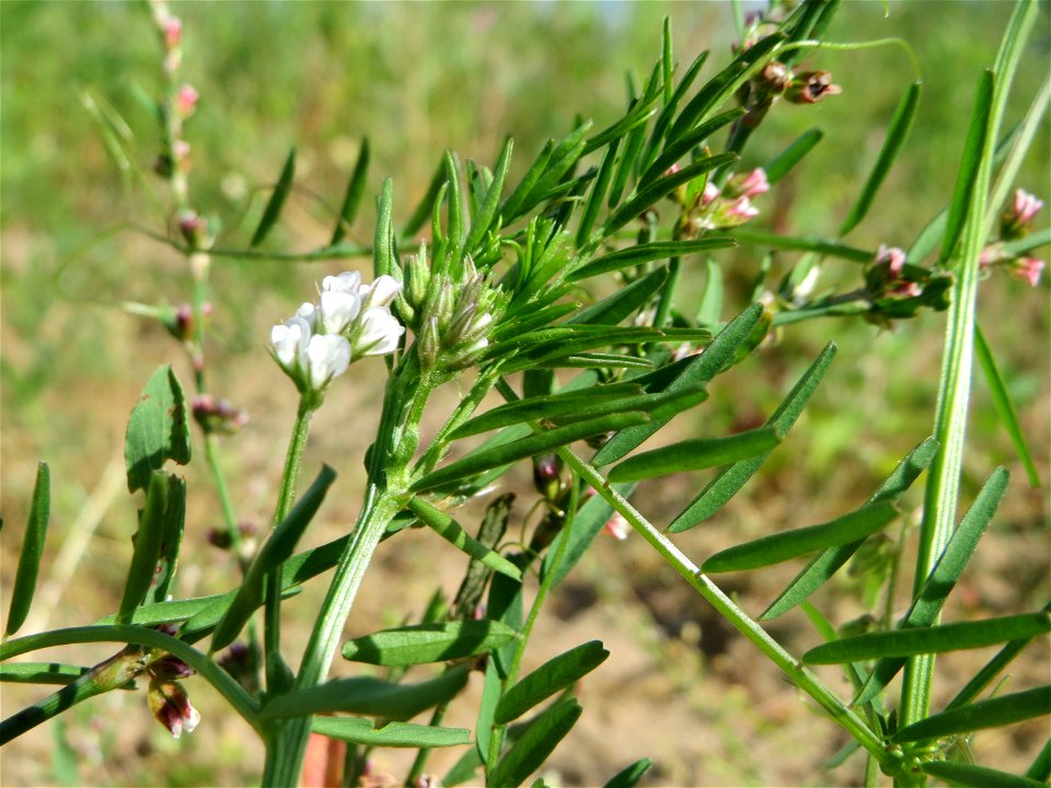 Rauhaarige Wicke (Vicia hirsuta) auf einer Wiese zum Schutz der Haubenlerche beim Dänischen Lager bei Hockenheim
