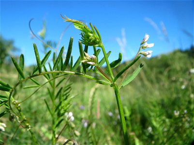 Rauhaarige Wicke (Vicia hirsuta) im Almet in Sankt Arnual