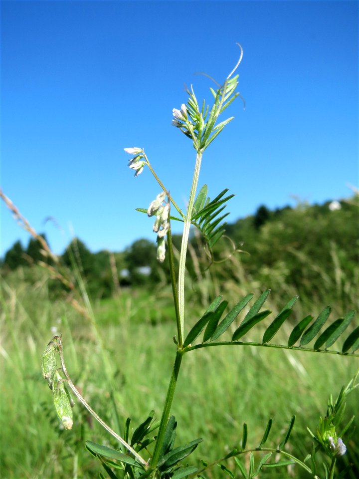 Rauhaarige Wicke (Vicia hirsuta) im Almet in Sankt Arnual