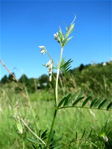 Rauhaarige Wicke (Vicia hirsuta) im Almet in Sankt Arnual