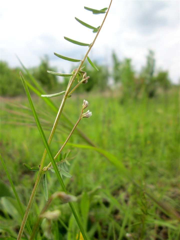 Rauhaarige Wicke (Vicia hirsuta) in den Horststückern im Landschaftsschutzgebiet „Hockenheimer Rheinbogen“