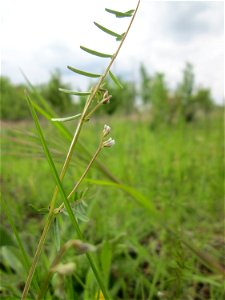 Rauhaarige Wicke (Vicia hirsuta) in den Horststückern im Landschaftsschutzgebiet „Hockenheimer Rheinbogen“
