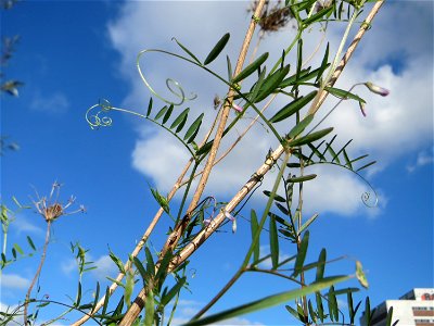 Viersamige Wicke (Vicia tetrasperma) gegenüber vom Osthafen in Saarbrücken