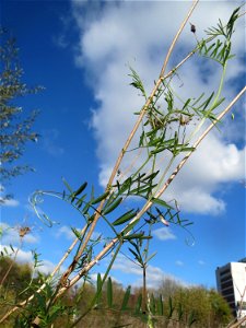 Viersamige Wicke (Vicia tetrasperma) gegenüber vom Osthafen in Saarbrücken